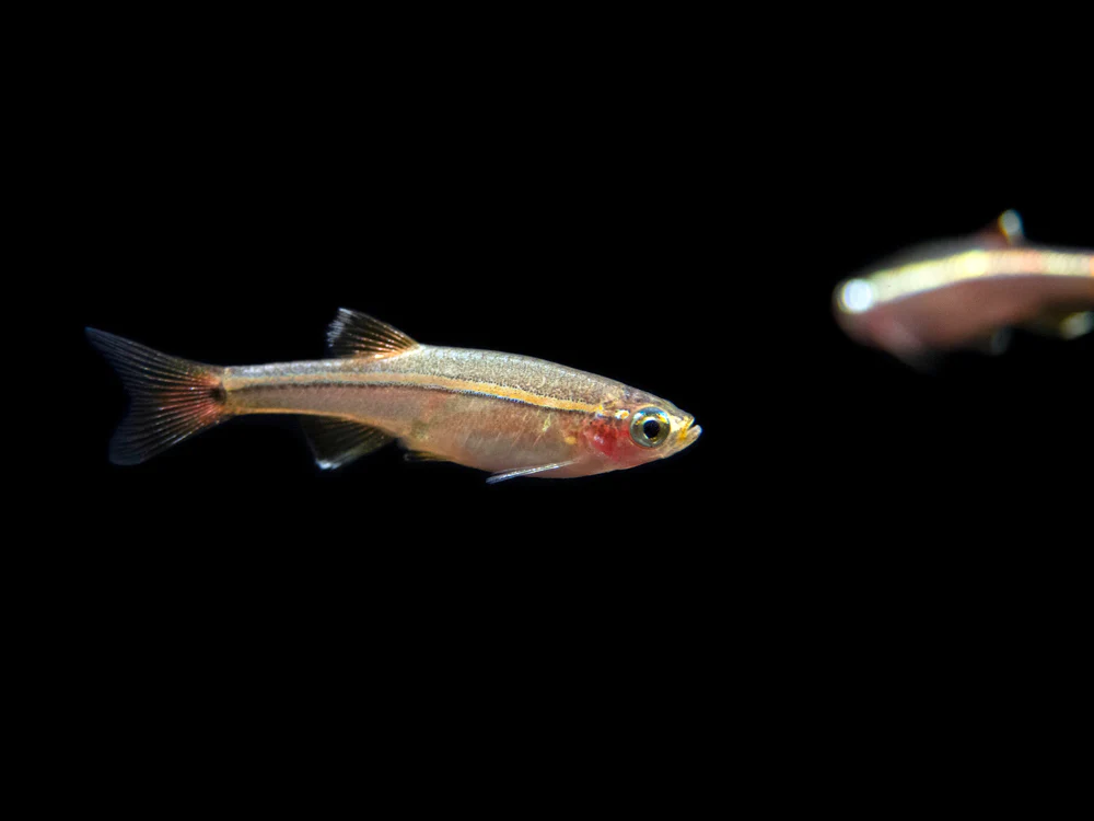 White Cloud Mountain Minnow (Tanichthys albonubes), Tank-Bred - Nestor' Aquariums & Pets