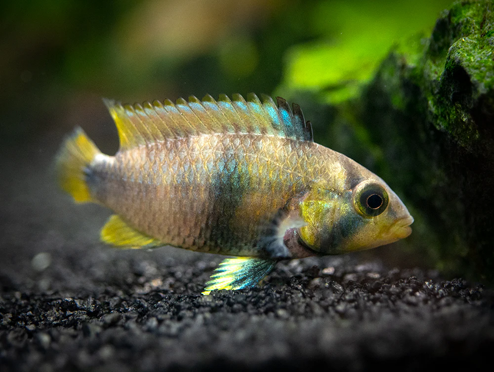 Blue Panda Dwarf Cichlid (Apistogramma panduro/pandurini) - TANK-BRED!!! - Nestor' Aquariums & Pets