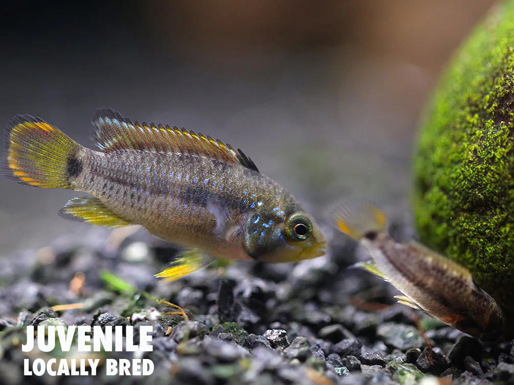 Panda Dwarf Cichlid (Apistogramma nijsseni) - Nestor' Aquariums & Pets