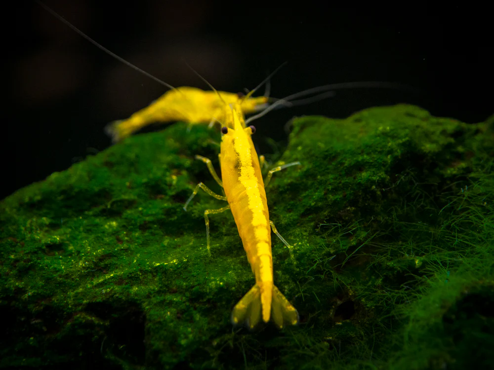 Golden Back Yellow Shrimp Breeder Combo Box - Nestor' Aquariums & Pets
