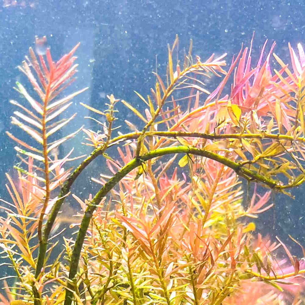 Rotala H’ra - Nestor' Aquariums & Pets