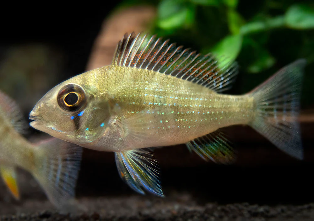 Threadfin Acara Cichlid (Acarichthys heckelii), Tank-Bred - Nestor' Aquariums & Pets