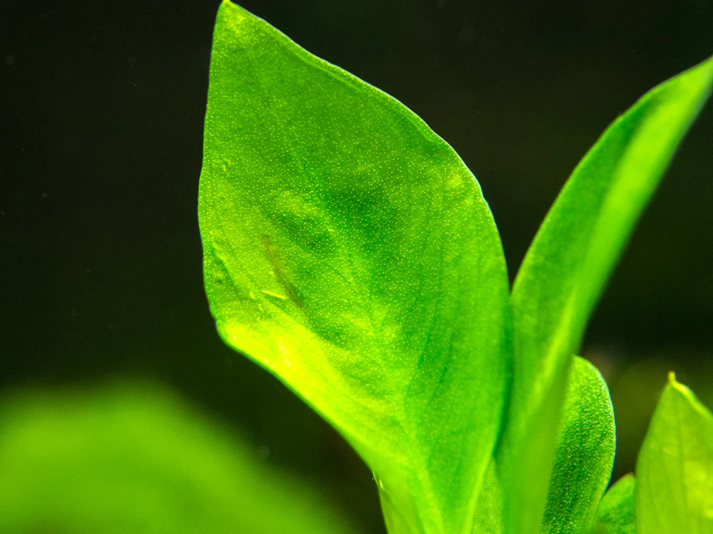 Anubias Nangi (Anubias barteri 