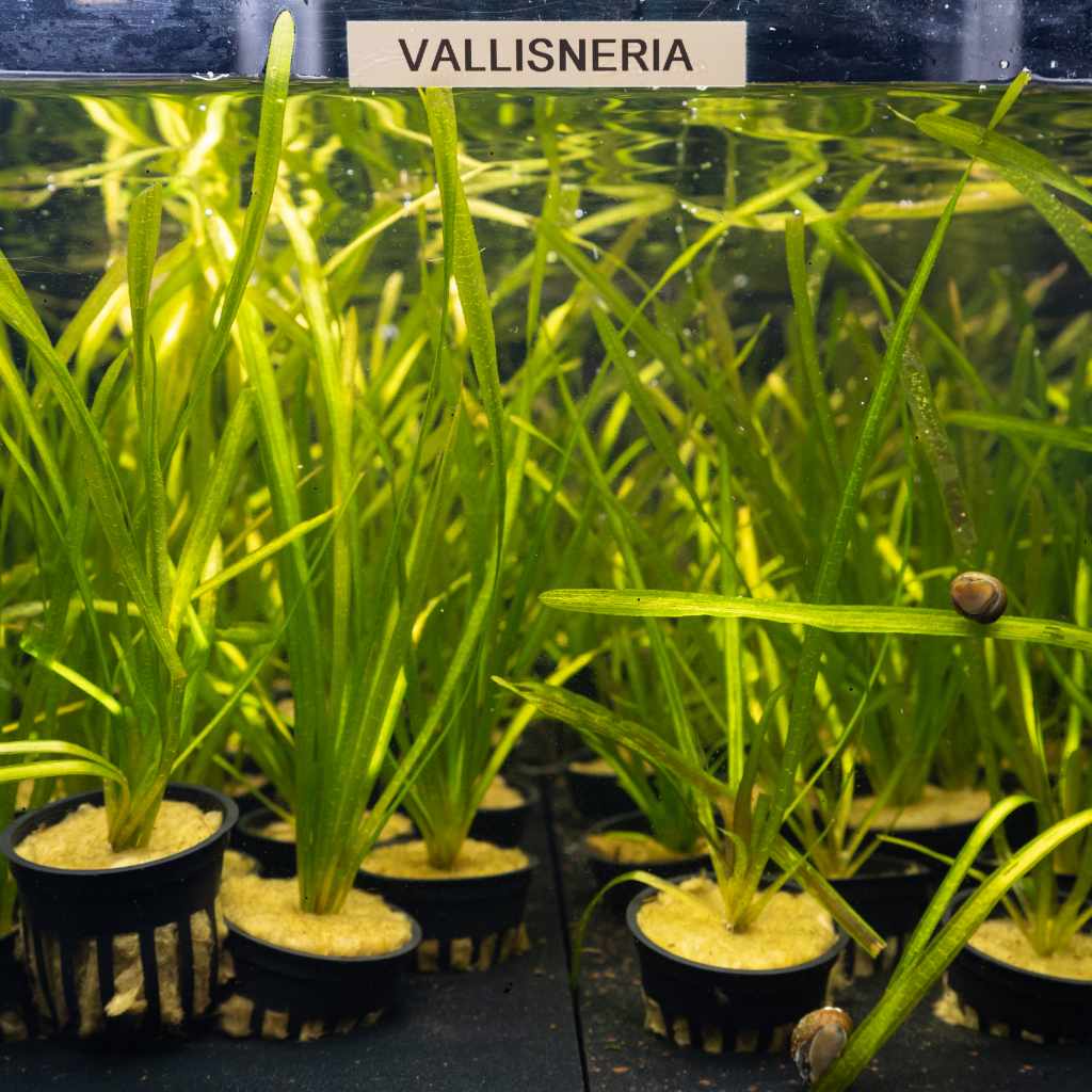 Vallisneria - Nestor' Aquariums & Pets
