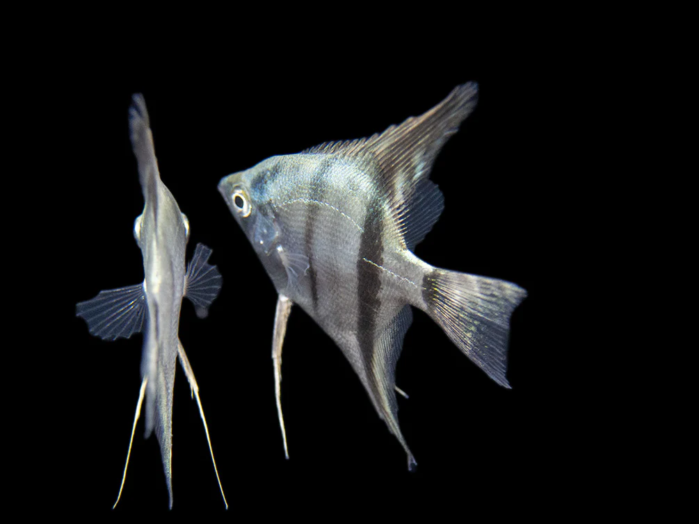 Belem Sky Blue Angelfish (Pterophyllum scalare) - Tank-Bred - Nestor' Aquariums & Pets