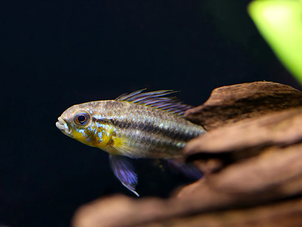 Two-Striped Dwarf Cichlid (Apistogramma bitaeniata) – Tank-Bred - Nestor' Aquariums & Pets