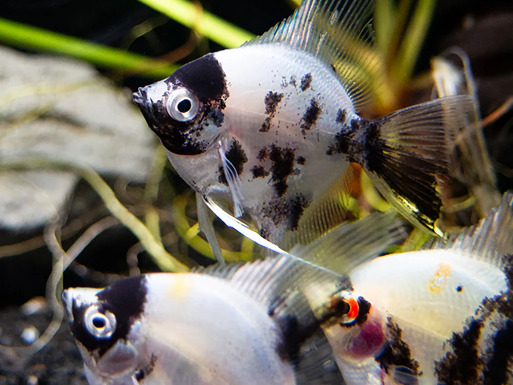 Panda Angelfish (Pterophyllum scalare - variant), USA Bred - Nestor' Aquariums & Pets