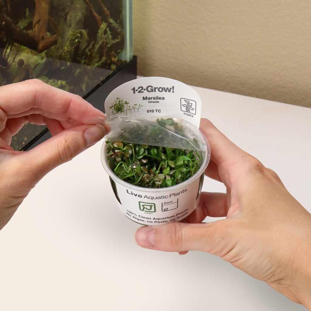 Marsilea Hirsuta Tissue Culture - Nestor' Aquariums & Pets