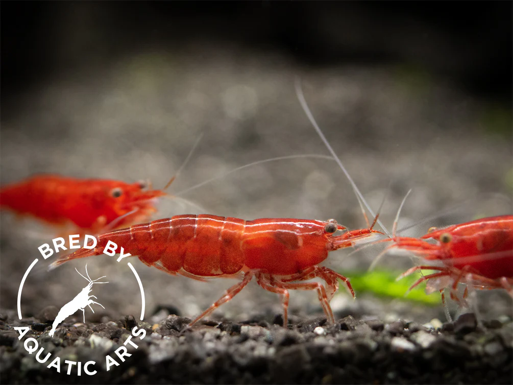 Bloody Mary Shrimp (Neocaridina davidi), BREDBY: Aquatic Arts - Nestor' Aquariums & Pets