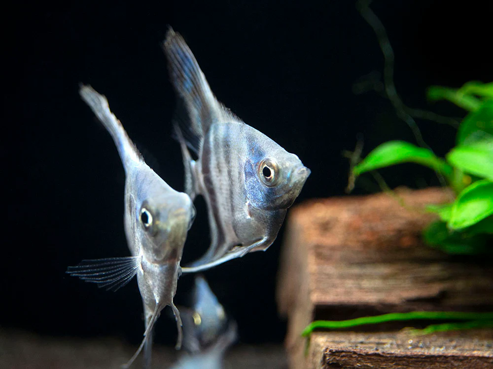 Avatar Turkey Green Angelfish (Pterophyllum scalare 
