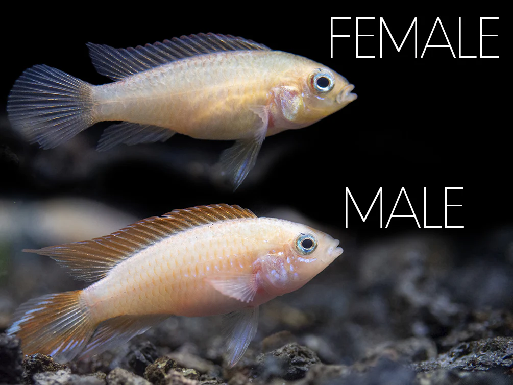 Gold Fire Red Agassizi's Dwarf Cichlid (Apistogramma cf. agassizii), Tank-Bred - Nestor' Aquariums & Pets