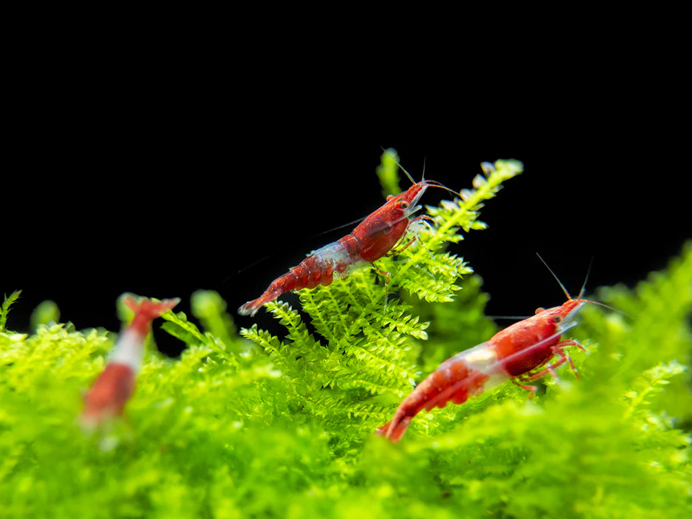 Red Rili Shrimp Breeder Combo Box - Nestor' Aquariums & Pets