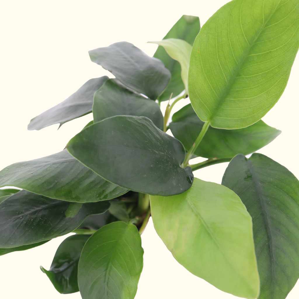Anubias Nana - Nestor' Aquariums & Pets