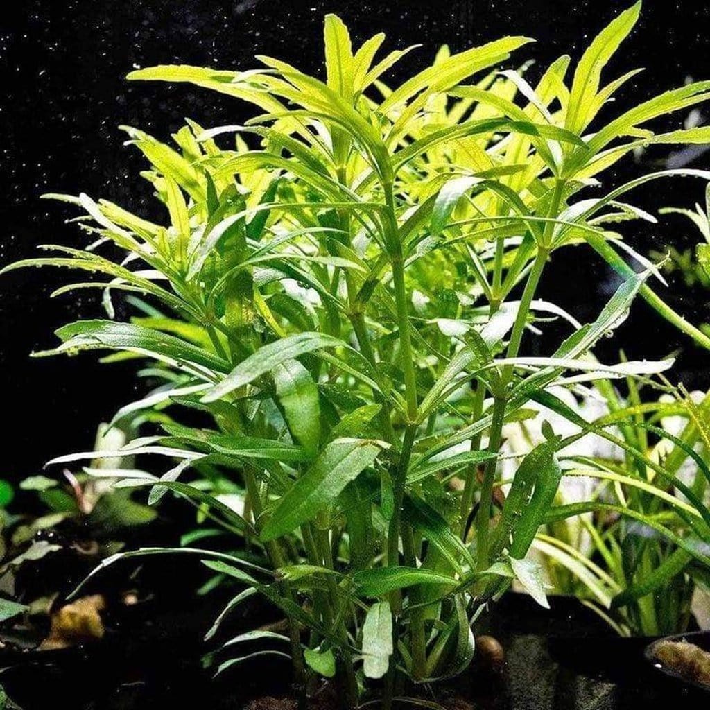 Pogostemon Stellatus 'Octopus' - Nestor' Aquariums & Pets
