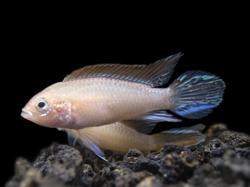 Gold Fire Red Agassizi's Dwarf Cichlid (Apistogramma cf. agassizii), Tank-Bred - Nestor' Aquariums & Pets