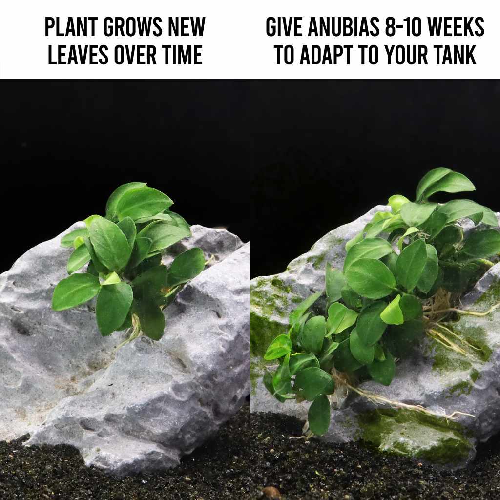 Anubias Nana Petite - Nestor' Aquariums & Pets