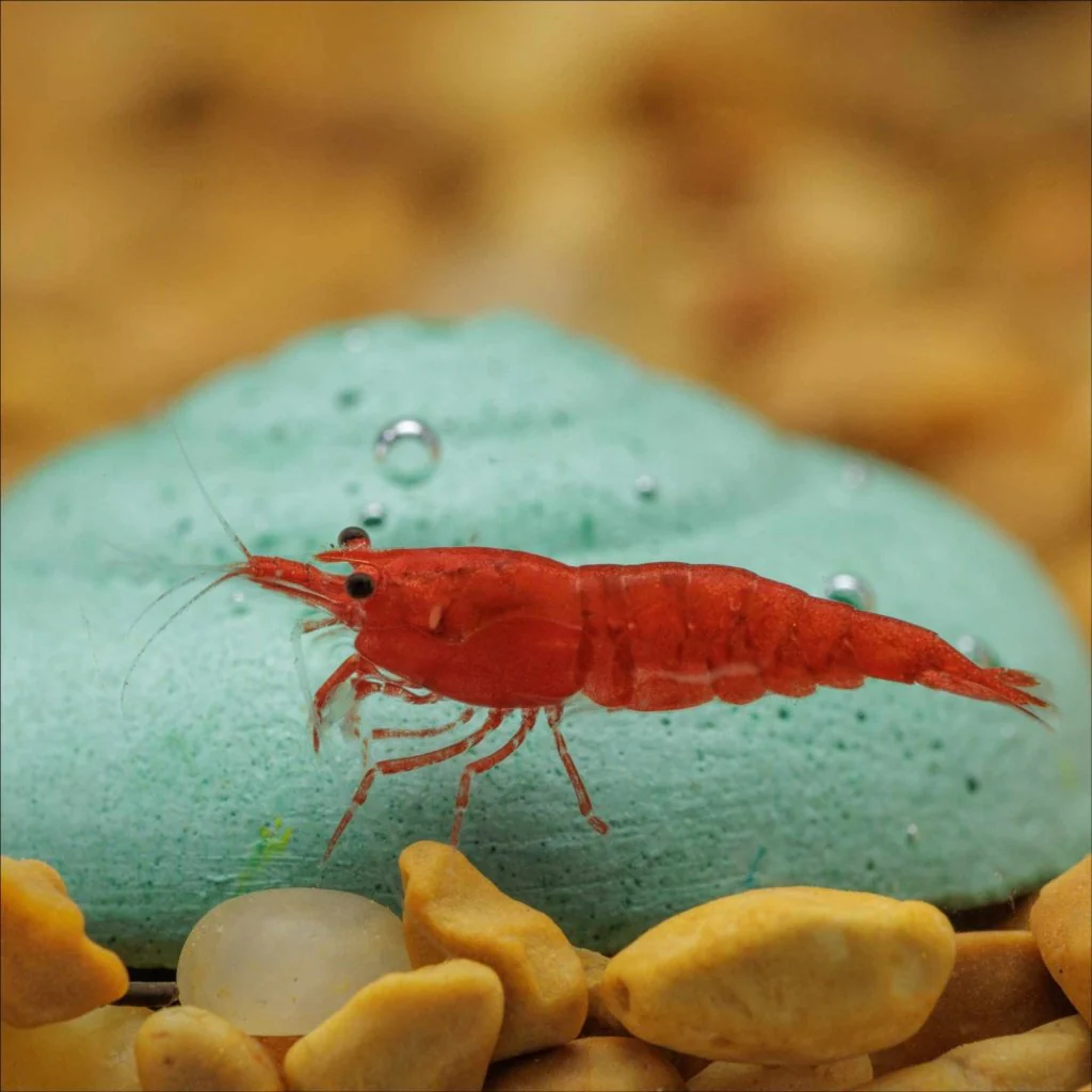 Easy Shrimp and Snail Shells - Nestor' Aquariums & Pets