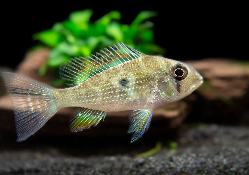 Threadfin Acara Cichlid (Acarichthys heckelii), Tank-Bred - Nestor' Aquariums & Pets