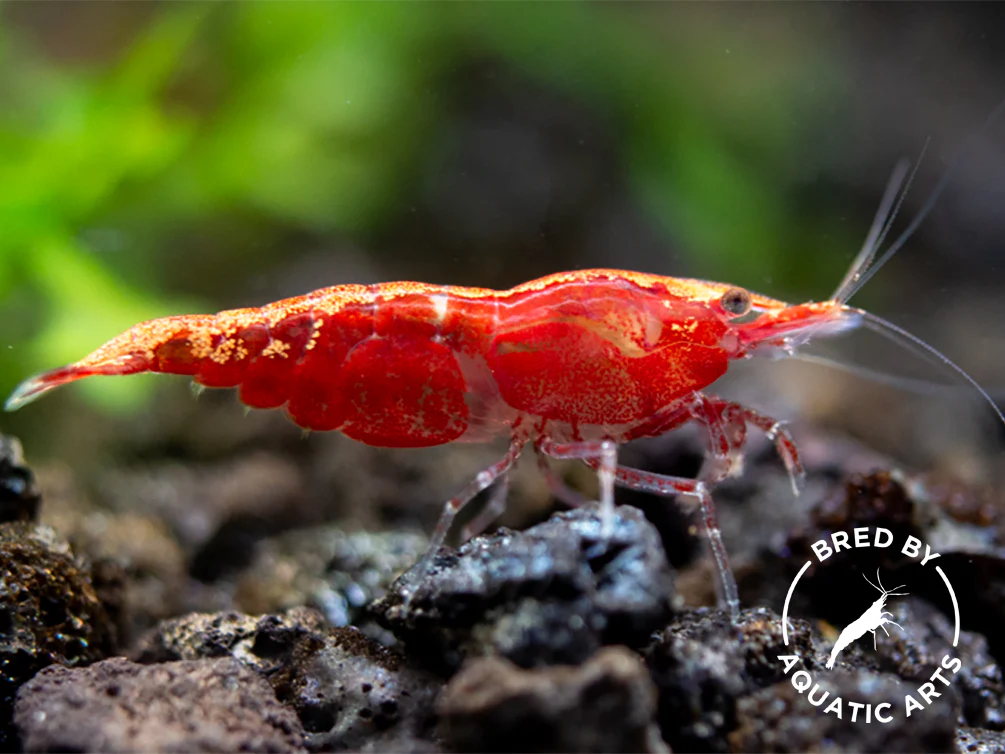 Sakura Red Cherry Shrimp (Neocaridina davidi), Bredby: Aquatic Arts - Nestor' Aquariums & Pets