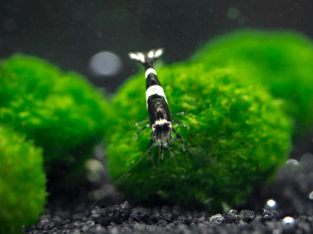 Black King Kong AKA Black Bolt Shrimp (Caridina cantonensis), A-S Grade, Tank-Bred! - Nestor' Aquariums & Pets