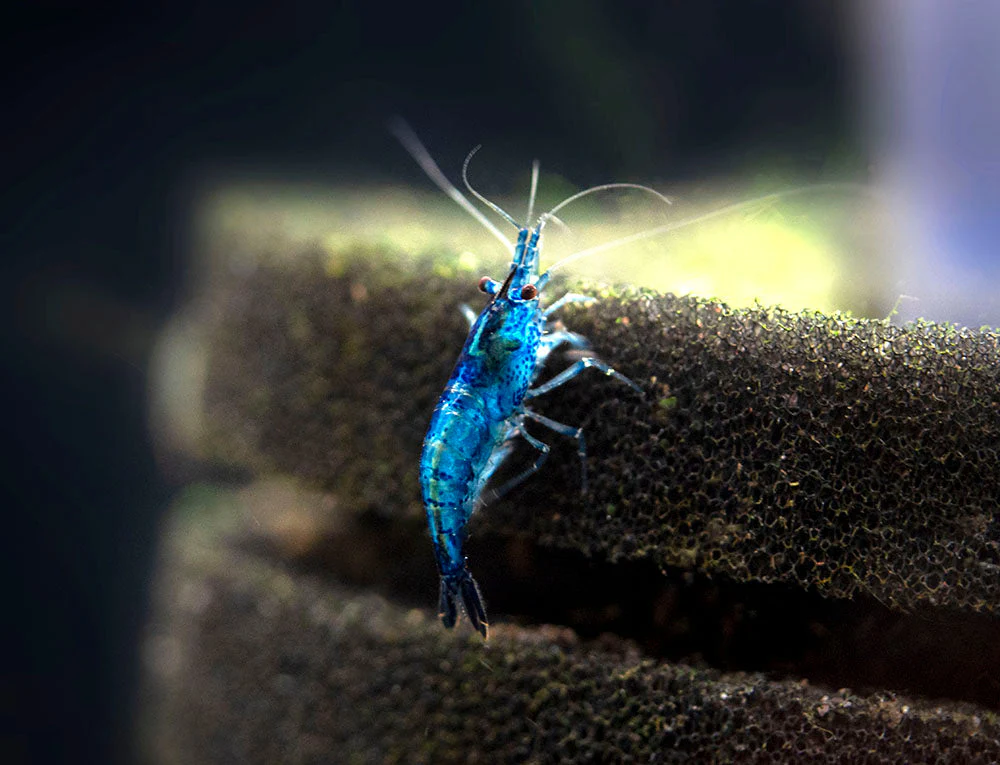 Dream Blue Velvet Shrimp Breeder Combo Box - Nestor' Aquariums & Pets