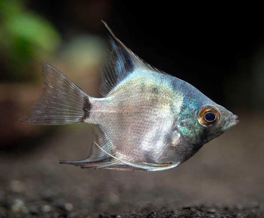 Avatar Turkey Green Angelfish (Pterophyllum scalare 