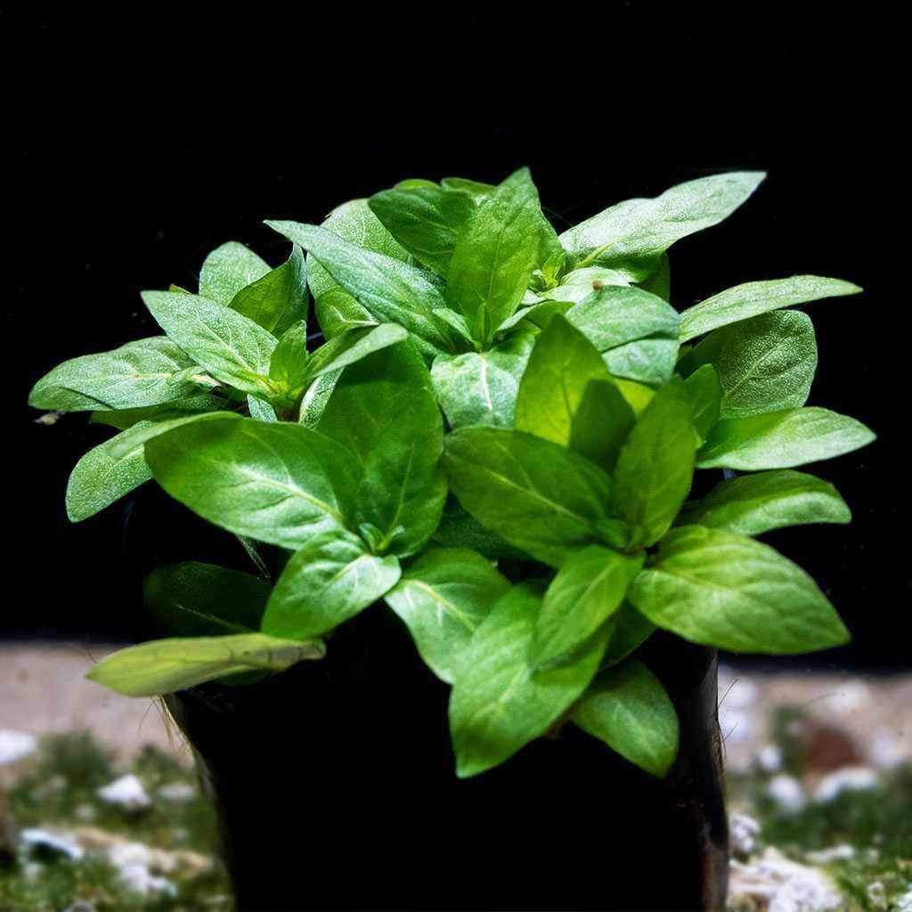 Staurogyne Repens - Nestor' Aquariums & Pets