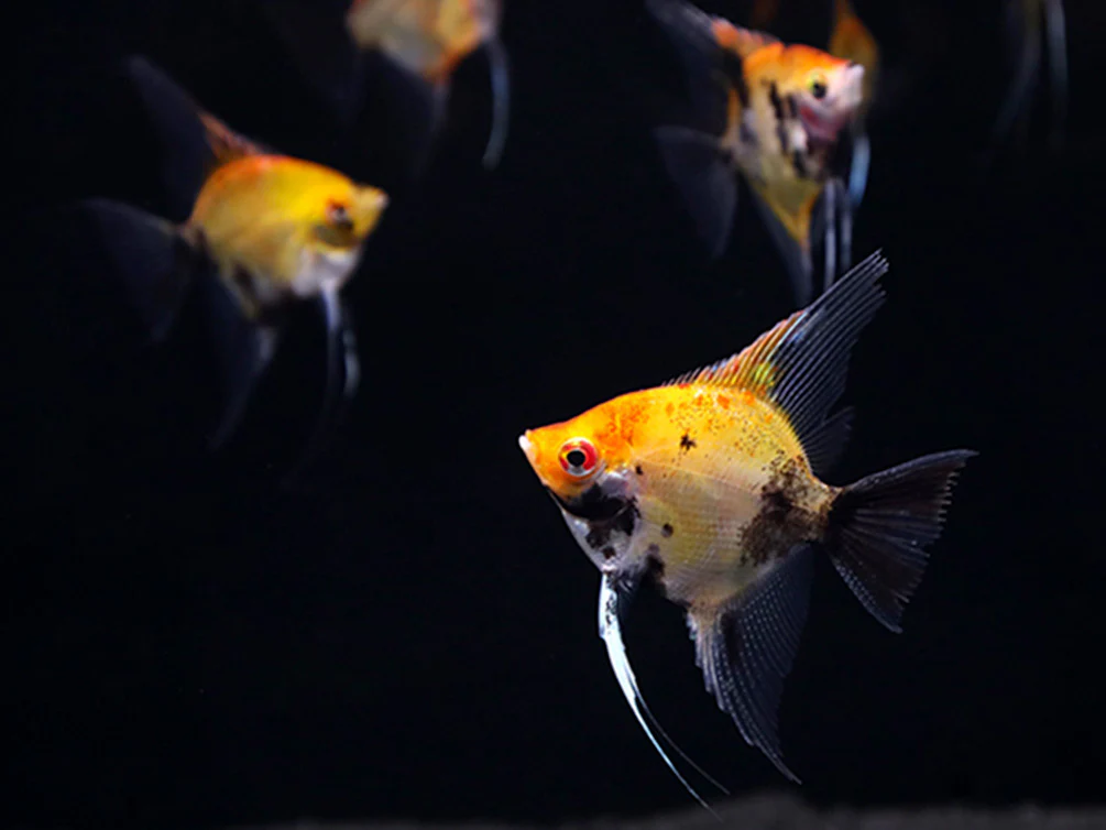 Red Devil Angelfish (Pterophyllum scalare 'Red Devil') - Tank Bred - Nestor' Aquariums & Pets