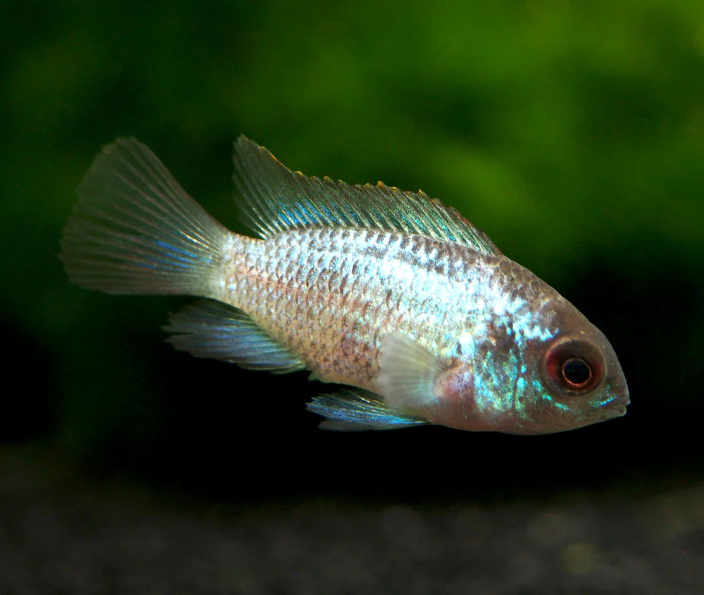 Electric Blue Acara Cichlid (Andinoacara pulcher hybrid), Tank-Bred! - Nestor' Aquariums & Pets