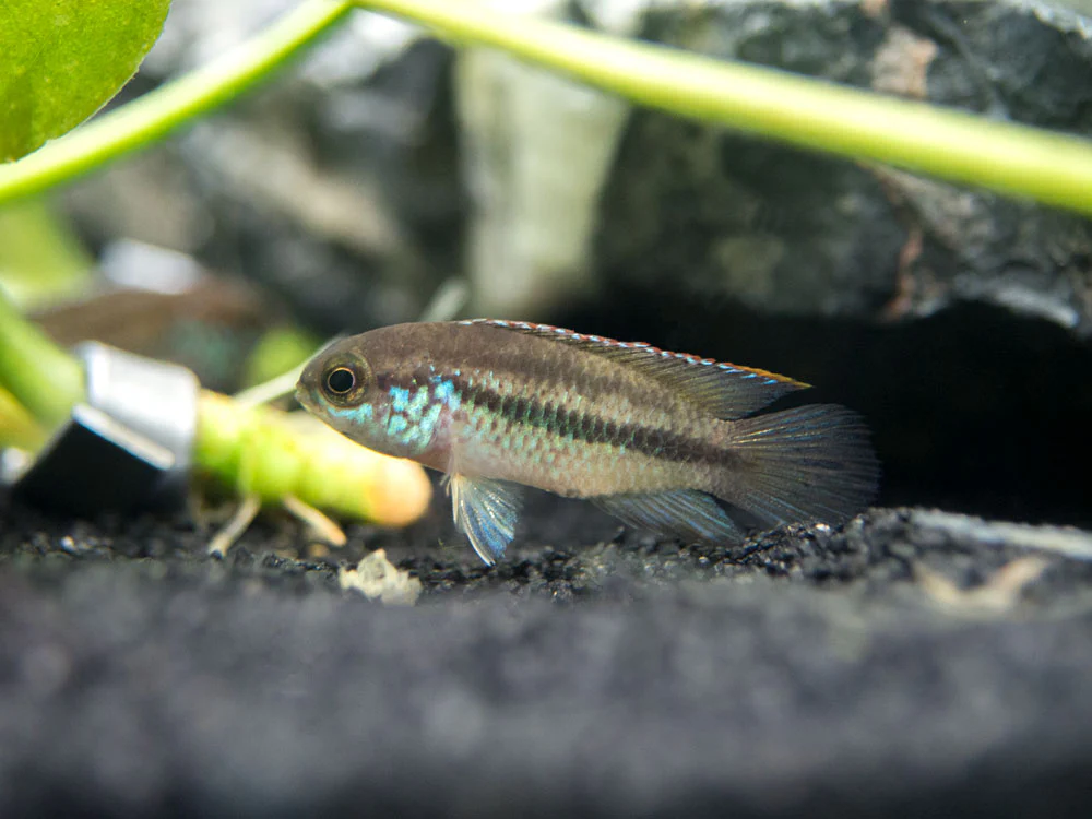 Golden Dwarf Cichlid (Nannacara anomala), - Tank Bred - Nestor' Aquariums & Pets