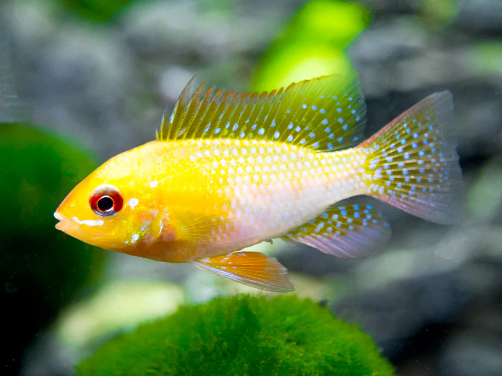 German Gold Ram Dwarf Cichlid (Mikrogeophagus ramirezi var. 