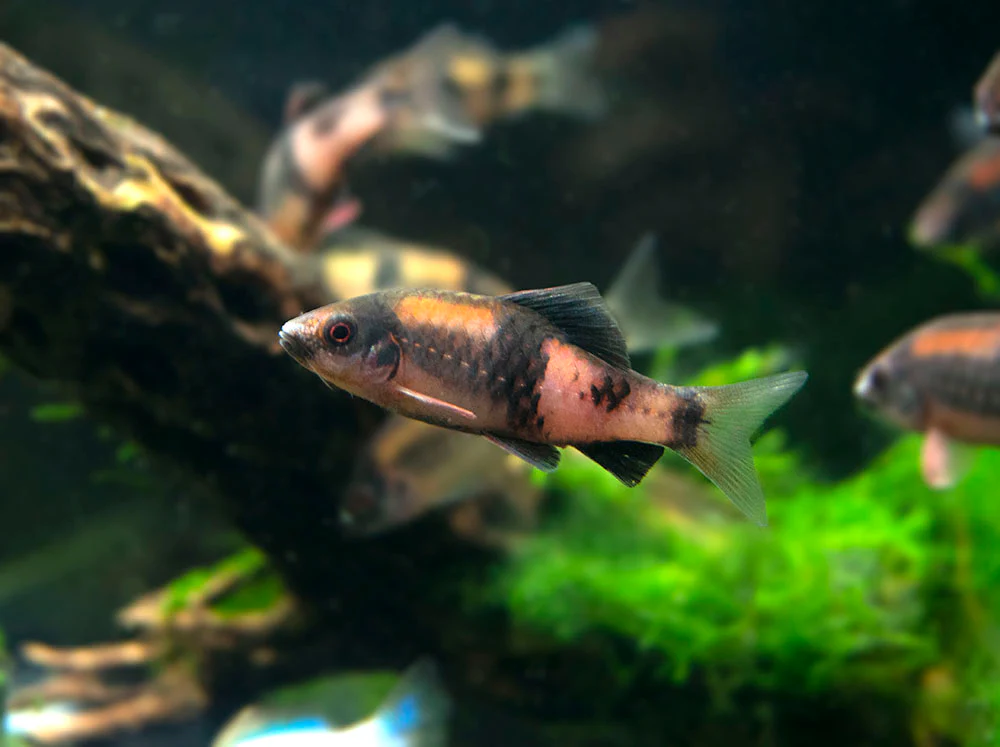 Red Panda AKA Melon Barb (Haludaria fasciata) - Nestor' Aquariums & Pets