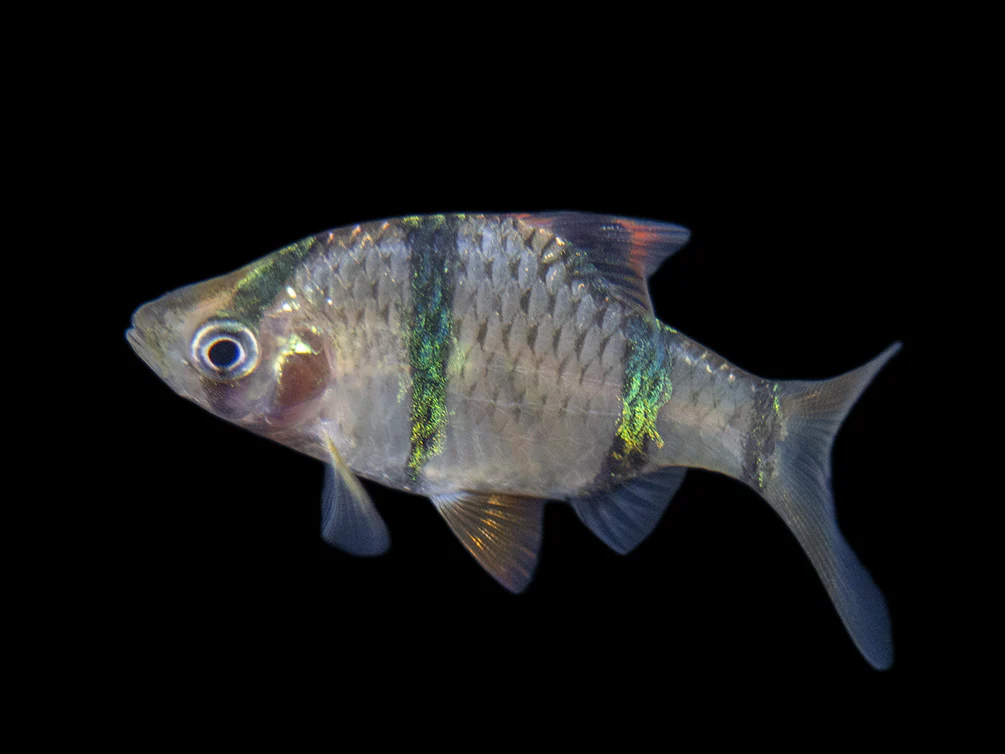 Tiger Barb (Puntigrus tetrazona), Tank-Bred - Nestor' Aquariums & Pets
