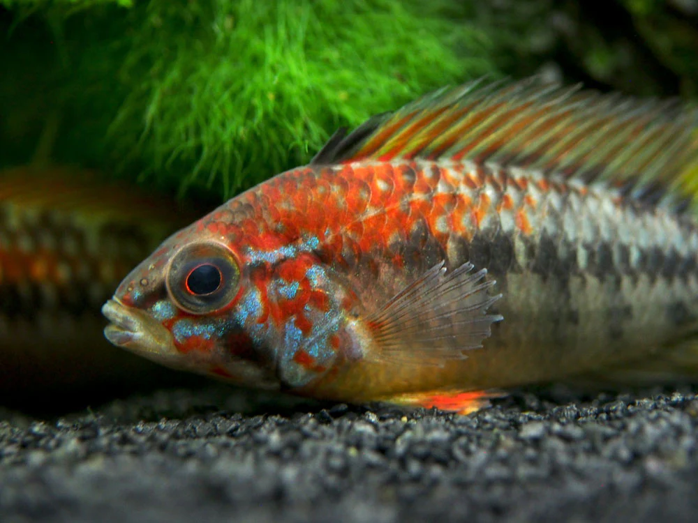 Red Shoulder Dwarf Cichlid (Apistogramma macmasteri), Tank-Bred - Nestor' Aquariums & Pets