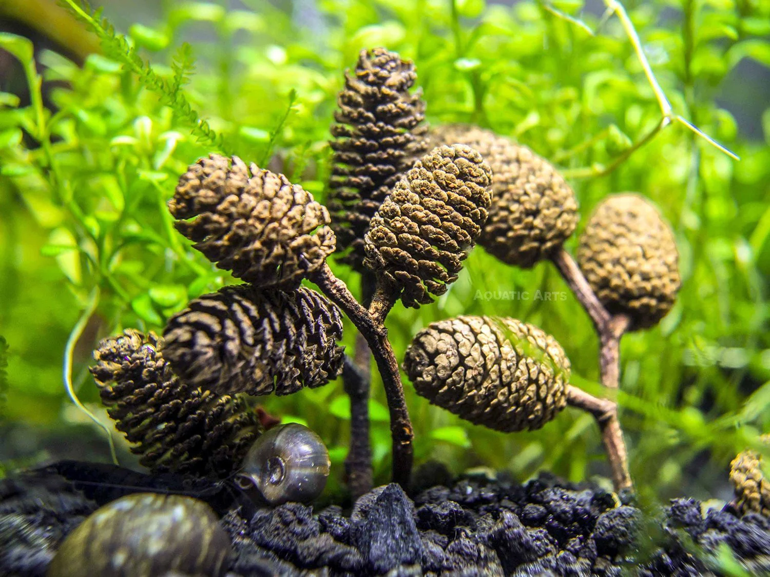 Botanical Breeder Combo Pack (Shrimp) - Nestor' Aquariums & Pets