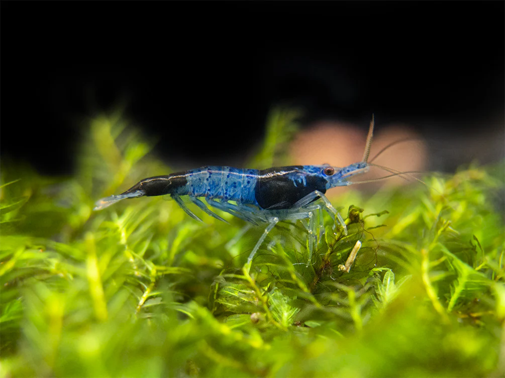 Blue Rili Shrimp (Neocaridina davidi), Tank-Bred - Nestor' Aquariums & Pets