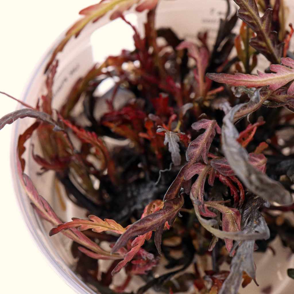 Hygrophila Pinnatifida Tissue Culture - Nestor' Aquariums & Pets