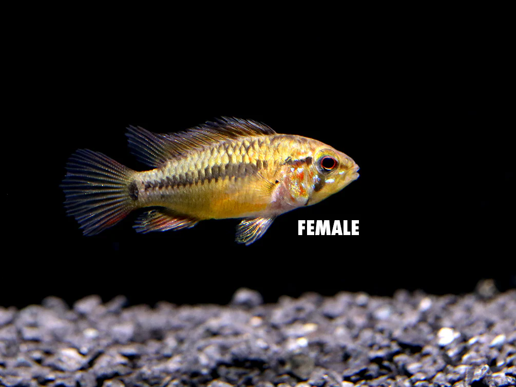 Viejita Dwarf Cichlid (Apistogramma viejita) - Tank Bred! - Nestor' Aquariums & Pets