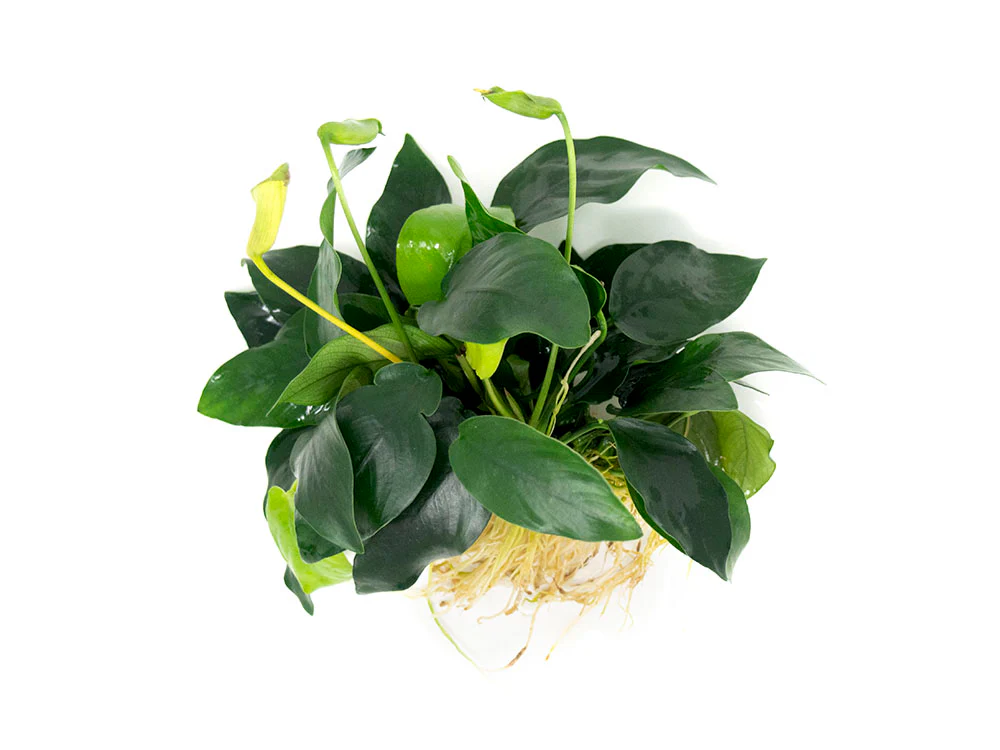 Anubias nana (Anubias barteri var. “nana”) - Bare Root, EXTRA LARGE - Nestor' Aquariums & Pets