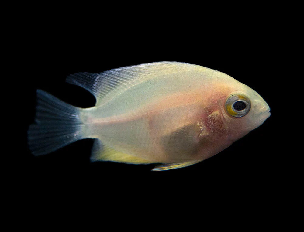 Gold Severum AKA Gold Banded Cichlid (Heros cf. efasciatus FKA H. severus), Tank-Bred - Nestor' Aquariums & Pets