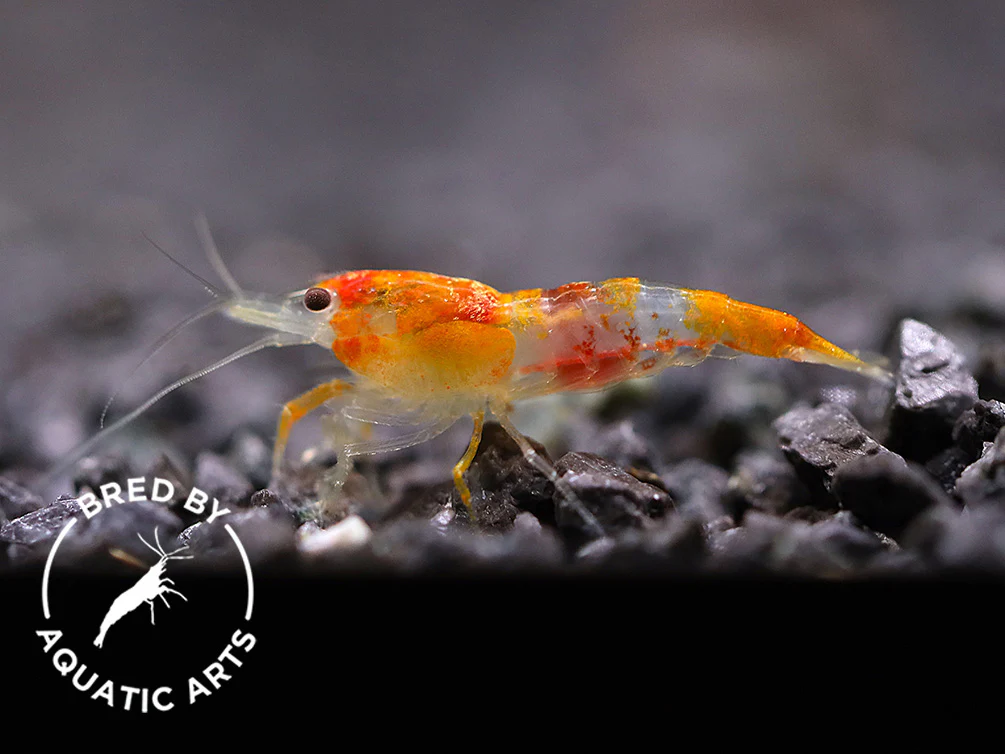 Calico Sunkist Shrimp (Neocaridina davidi) – Bred by Aquatic Arts - Nestor' Aquariums & Pets