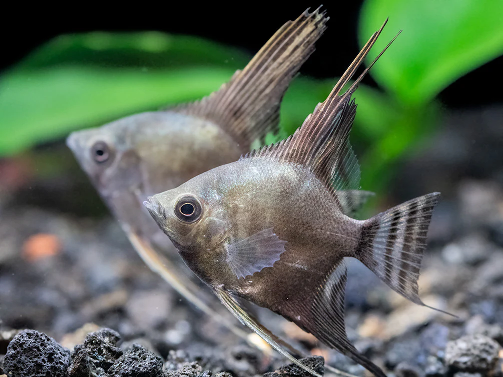 Philippine Blue Smokey Angelfish (Pterophyllum scalare) - TANK-BRED! - Nestor' Aquariums & Pets