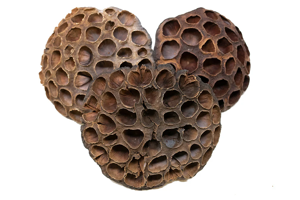 Aquatic Arts Lotus Pods - Nestor' Aquariums & Pets