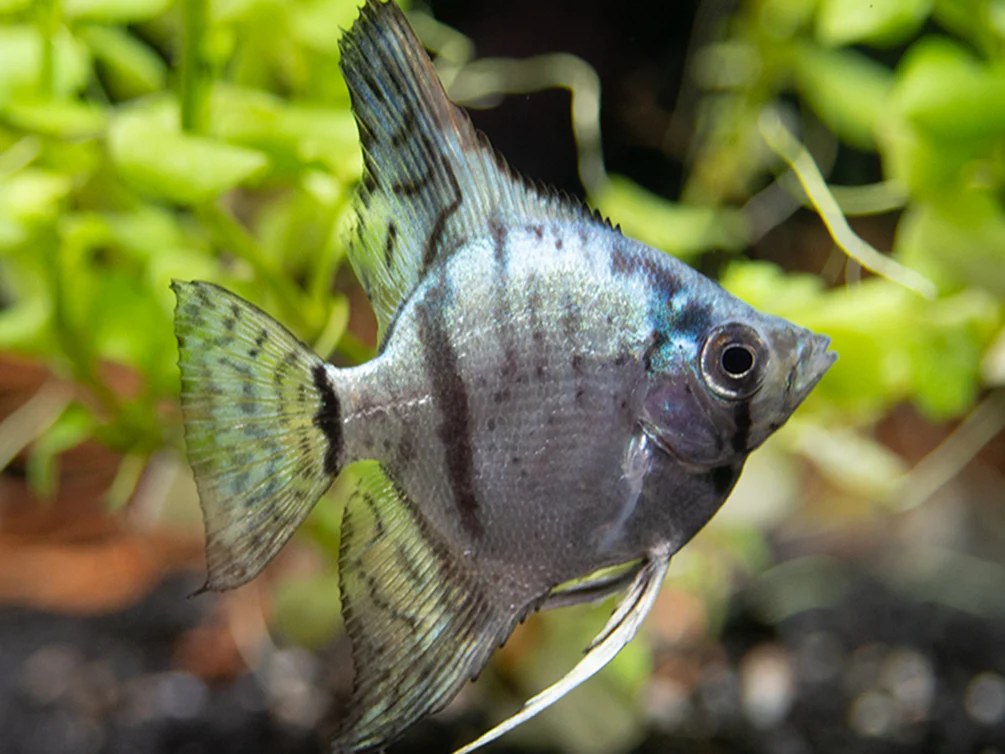 Avatar Turkey Green Angelfish (Pterophyllum scalare 