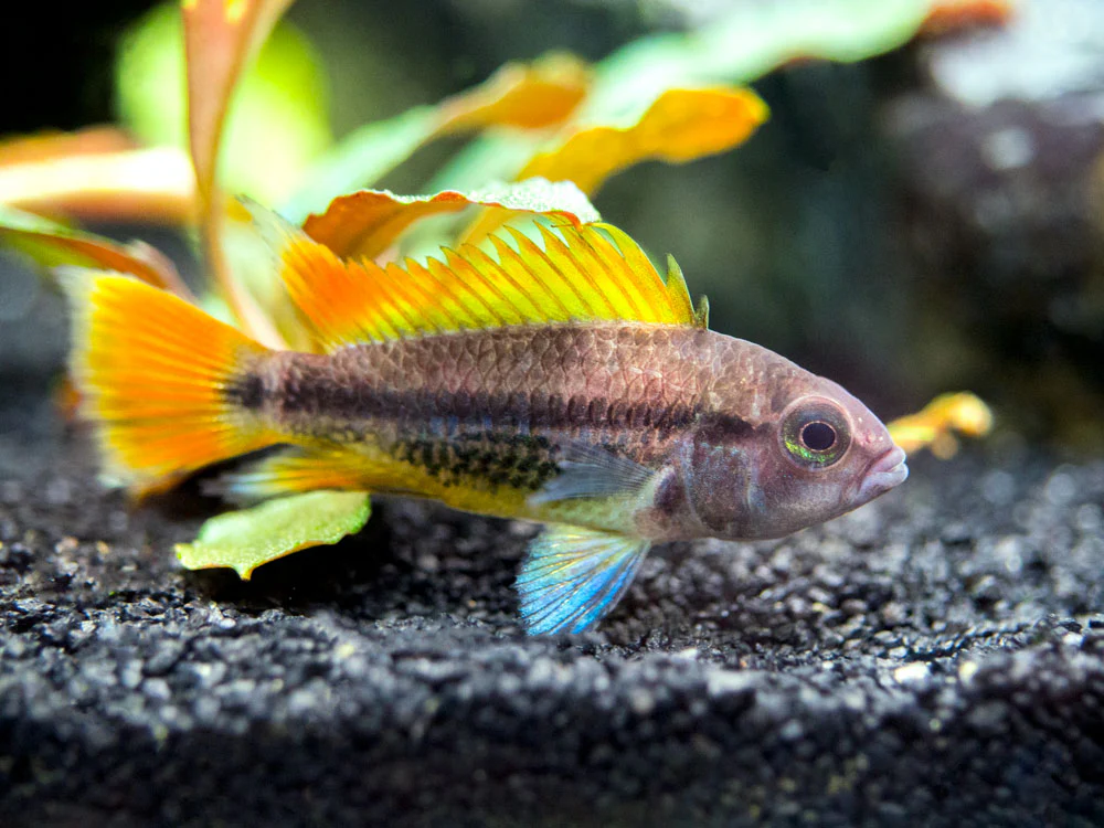 Orange Flash Cockatoo Dwarf Cichlid (Apistogramma cacatuoides), Tank-Bred - Nestor' Aquariums & Pets