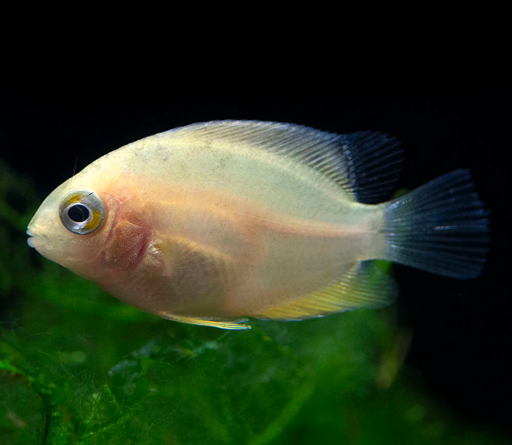 Gold Severum AKA Gold Banded Cichlid (Heros cf. efasciatus FKA H. severus), Tank-Bred - Nestor' Aquariums & Pets