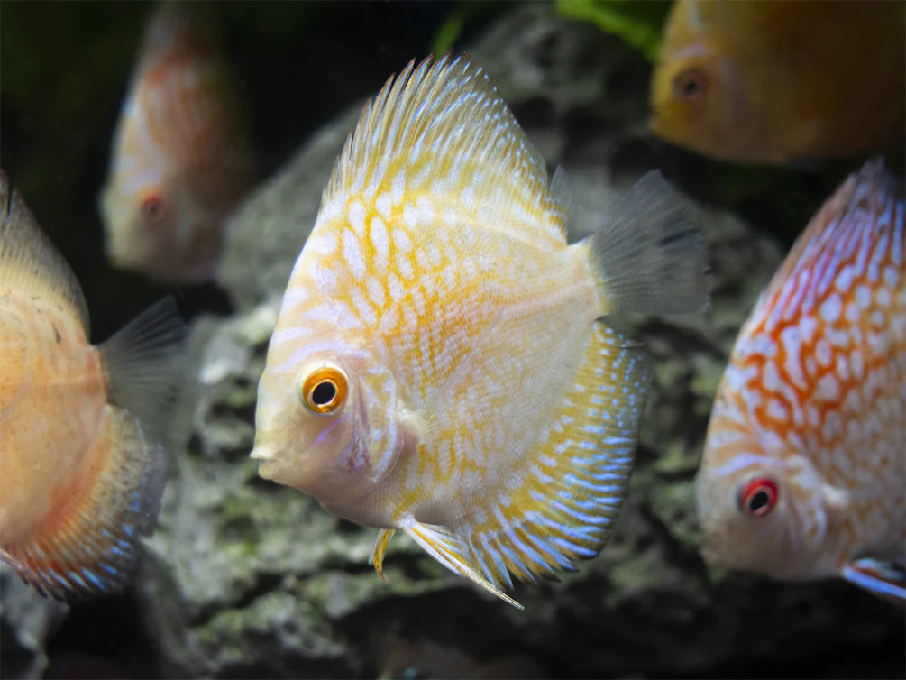Dealer's Choice Discus (Symphysodon aequifasciatus), Tank-Bred - Nestor' Aquariums & Pets