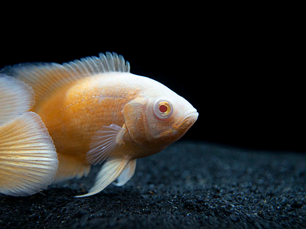 Albino Red Oscar (Astronotus ocellatus), Tank-Bred - Nestor' Aquariums & Pets