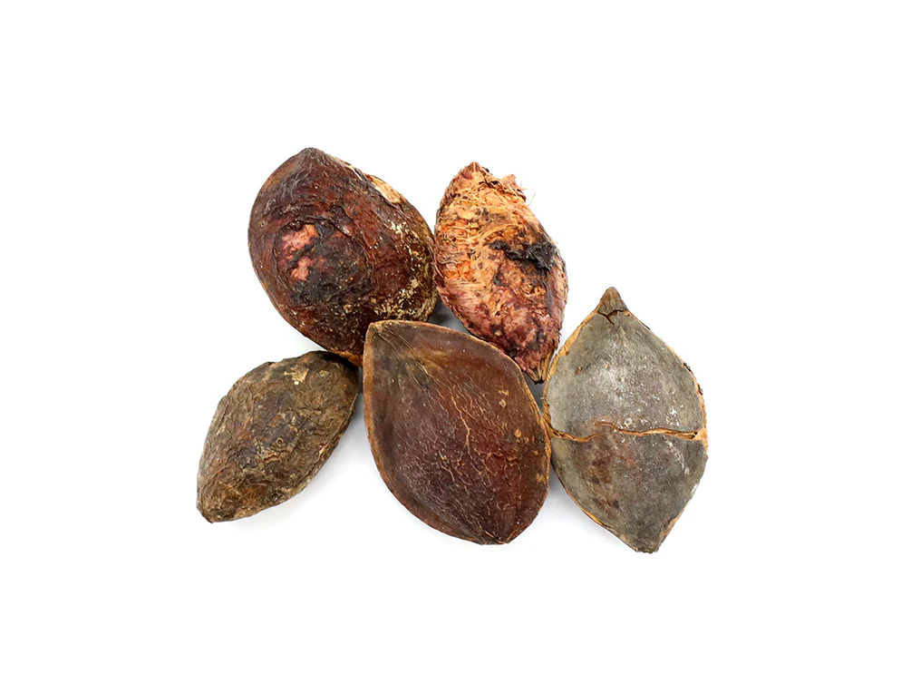 Indian Catappa Seed Pods - Nestor' Aquariums & Pets