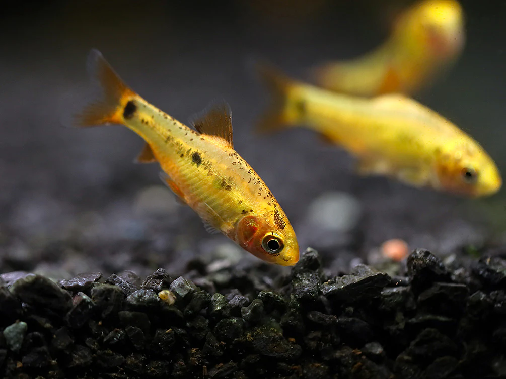 Gold Barb (Puntius semifasciolatus) – Tank Bred - Nestor' Aquariums & Pets